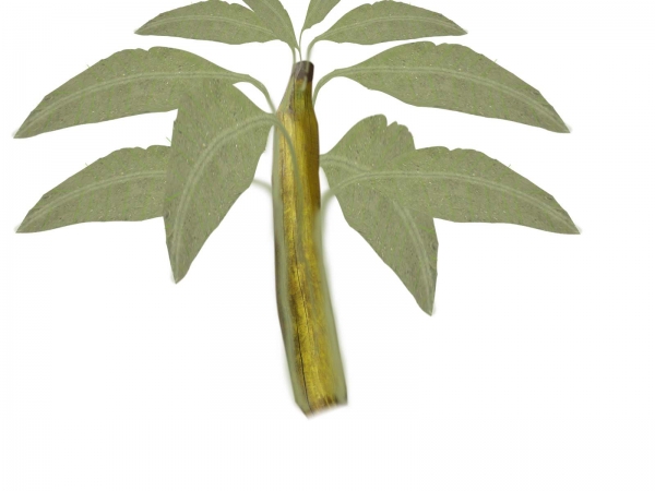 Creation of Plant with banana: Step 3